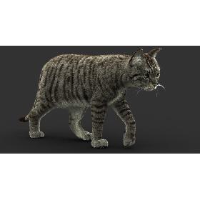 3D Cat (2) (Mackerel Tabby) (FUR) model